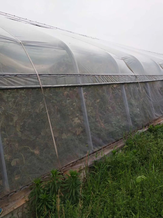 大棚防蟲網(wǎng)展示